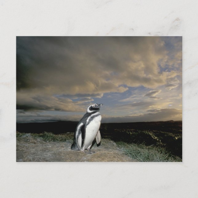 Sydamerika, Chile, Patagonia, Magellanes Vykort (Framsida)