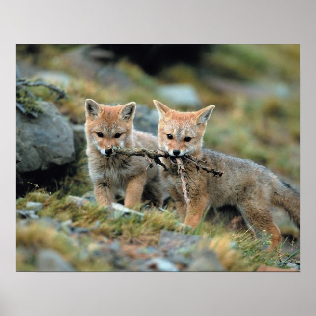 Sydamerika, Chile, Torres del Paine National Poster (Framsidan)