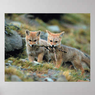 Sydamerika, Chile, Torres del Paine nationalpark Poster