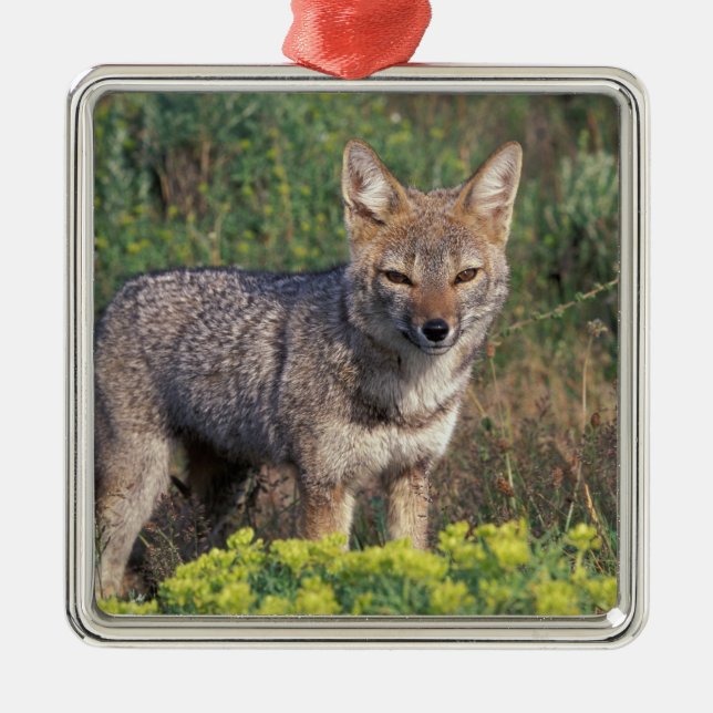 Sydamerika, Chile, Torres del Paine NP Julgransprydnad Metall (Framsidan)