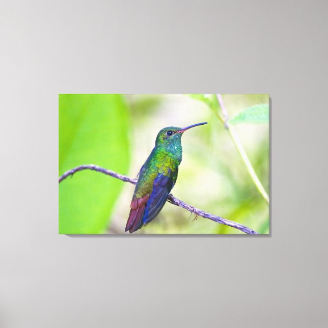 Sydamerika, Costa Rica, Sarapiqui, La Selva Canvastryck (Framsida)