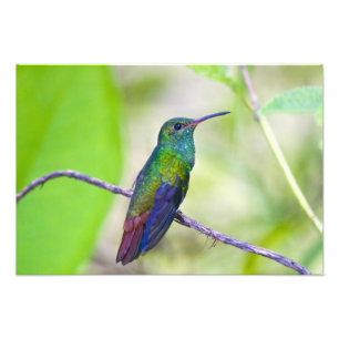 Sydamerika, Costa Rica, Sarapiqui, La Selva Fototryck