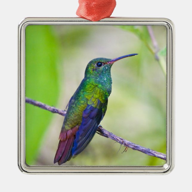 Sydamerika, Costa Rica, Sarapiqui, La Selva Julgransprydnad Metall (Framsidan)