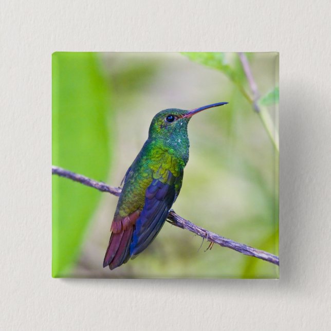 Sydamerika, Costa Rica, Sarapiqui, La Selva Knapp (Framsida)