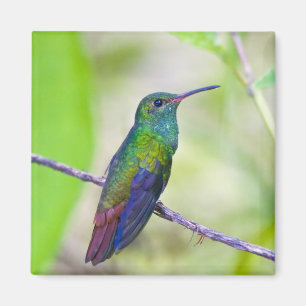 Sydamerika, Costa Rica, Sarapiqui, La Selva Magnet