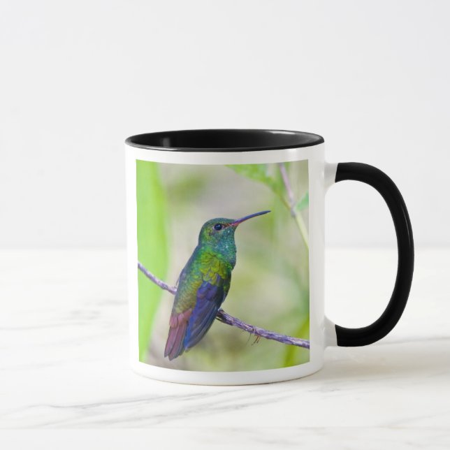 Sydamerika, Costa Rica, Sarapiqui, La Selva Mugg (Höger)