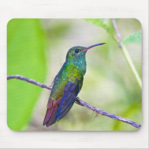 Sydamerika, Costa Rica, Sarapiqui, La Selva Musmatta