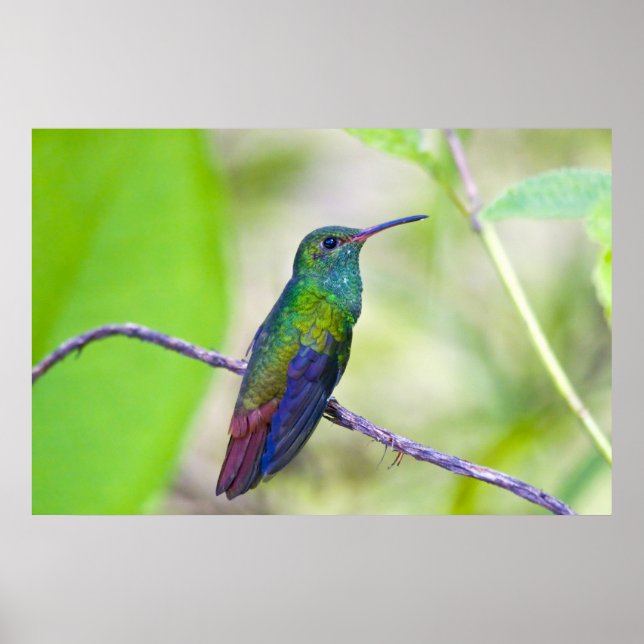 Sydamerika, Costa Rica, Sarapiqui, La Selva Poster (Framsidan)