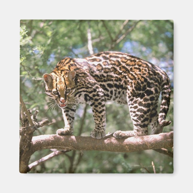 Sydamerika, Ecuador, Amazon. Ocelot Magnet (Framsidan)