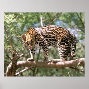 Sydamerika, Ecuador, Amazon. Ocelot Poster