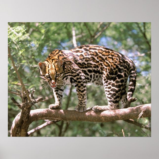 Sydamerika, Ecuador, Amazon. Ocelot Poster (Framsidan)