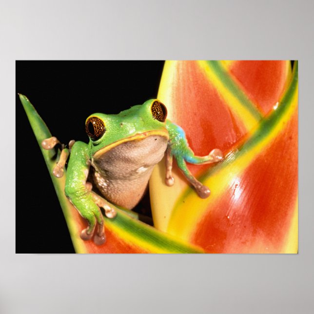Sydamerika, Ecuador, Amazon. Trädgroda Poster (Framsidan)
