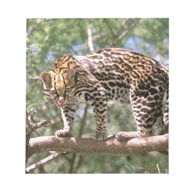 Sydamerika, Ecuador, Amazonas. Ocelot Anteckningsblock (Framsida)