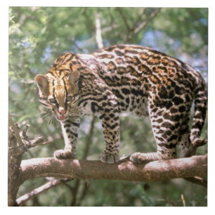 Sydamerika, Ecuador, Amazonas. Ocelot Kakelplatta