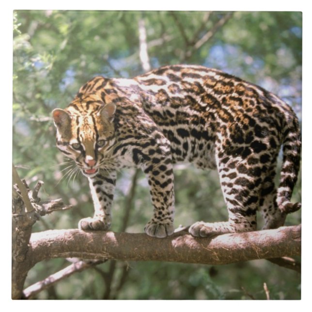 Sydamerika, Ecuador, Amazonas. Ocelot Kakelplatta (Framsidan)