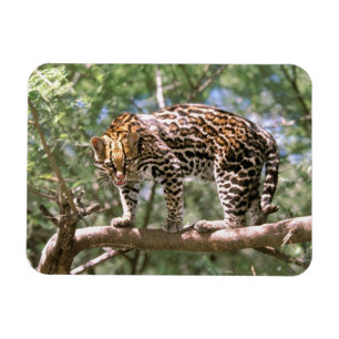 Sydamerika, Ecuador, Amazonas. Ocelot Magnet