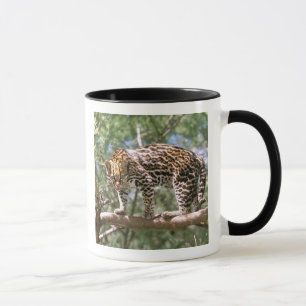 Sydamerika, Ecuador, Amazonas. Ocelot Mugg