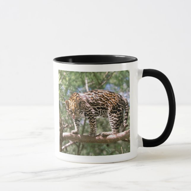 Sydamerika, Ecuador, Amazonas. Ocelot Mugg (Höger)