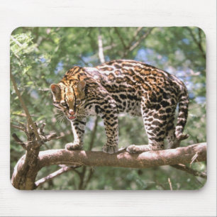 Sydamerika, Ecuador, Amazonas. Ocelot Musmatta