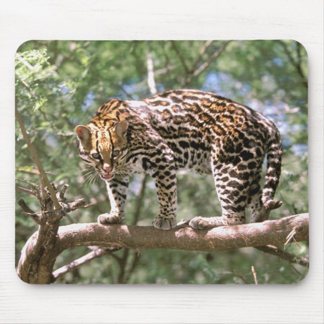 Sydamerika, Ecuador, Amazonas. Ocelot Musmatta (Framsidan)