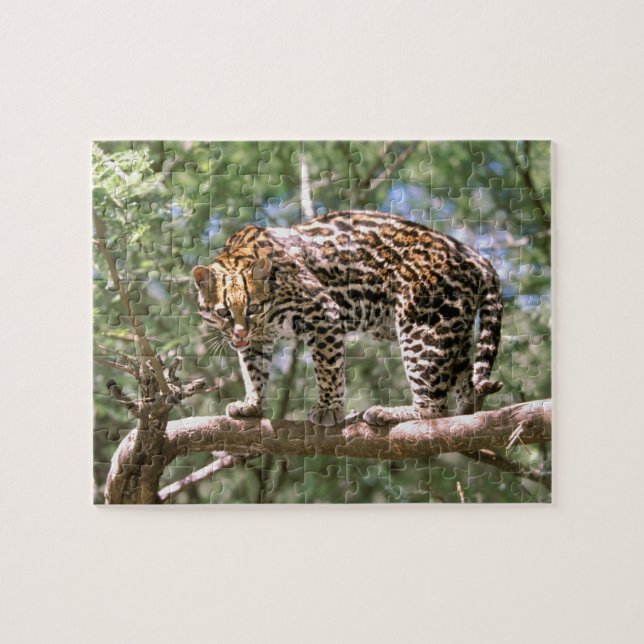 Sydamerika, Ecuador, Amazonas. Ocelot Pussel (Horisontell)