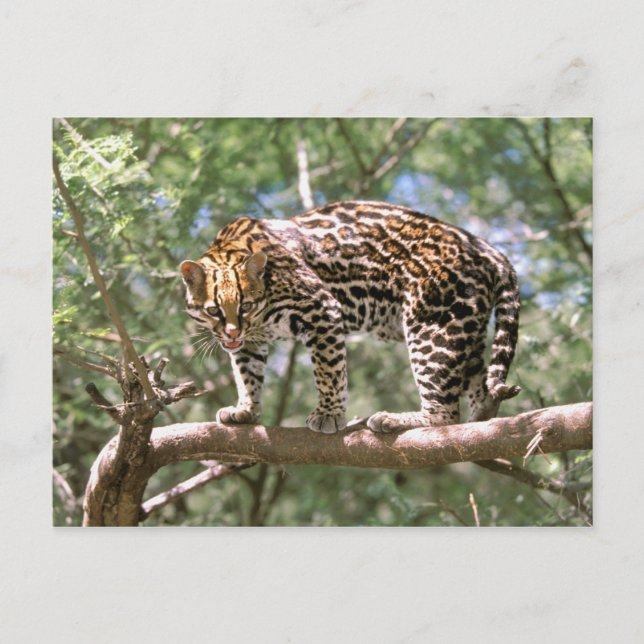Sydamerika, Ecuador, Amazonas. Ocelot Vykort (Framsida)