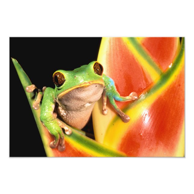 Sydamerika, Ecuador, Amazonas. Trädlevande groda Fototryck (Framsidan)