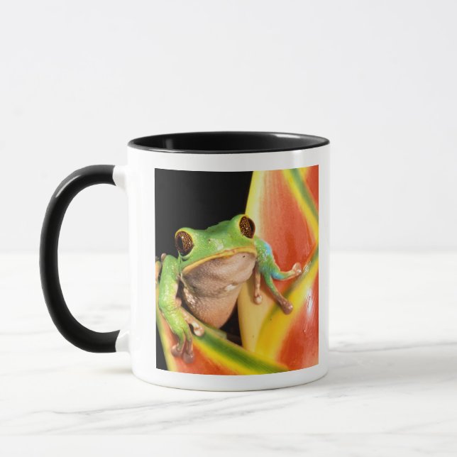 Sydamerika, Ecuador, Amazonas. Trädlevande groda Mugg (Vänster)
