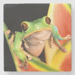 Sydamerika, Ecuador, Amazonas. Trädlevande groda Stenunderlägg