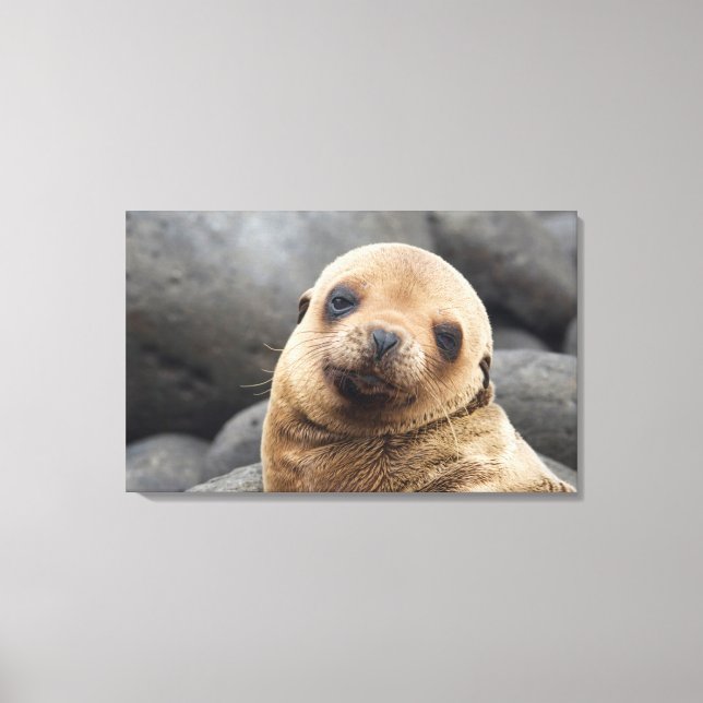 Sydamerika, Ecuador, Galapagosöarna Canvastryck (Framsida)