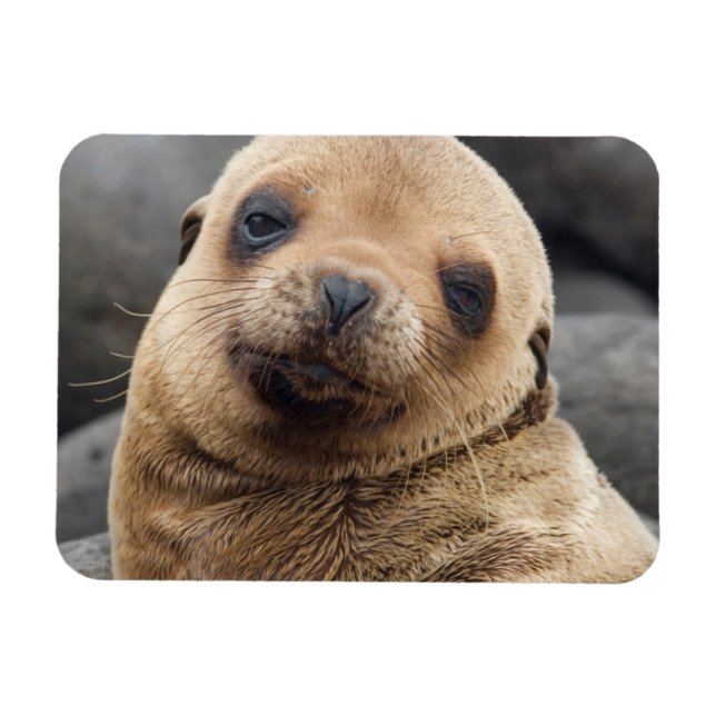 Sydamerika, Ecuador, Galapagosöarna Magnet (Horisontell)