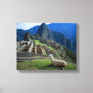 Sydamerika, Peru. En lama vilar på en kulle Canvastryck