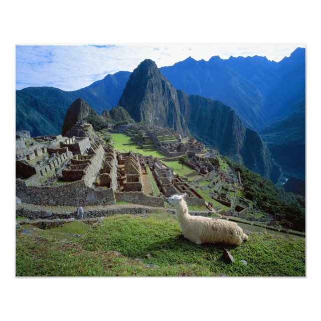 Sydamerika, Peru. En lama vilar på en kulle Fototryck (Framsidan)