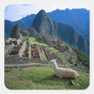 Sydamerika, Peru. En lama vilar på en kulle Fyrkantigt Klistermärke