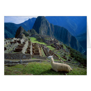 Sydamerika, Peru. En lama vilar på en kulle Hälsningskort