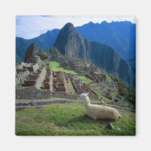 Sydamerika, Peru. En lama vilar på en kulle Magnet