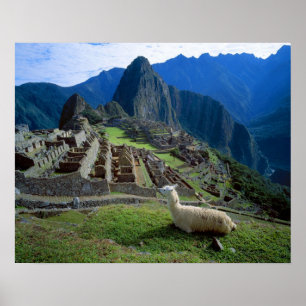 Sydamerika, Peru. En lama vilar på en kulle Poster