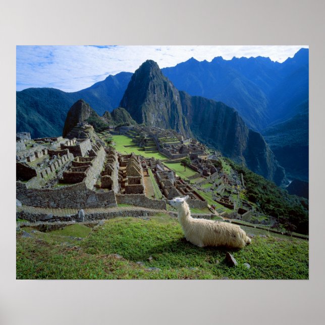 Sydamerika, Peru. En lama vilar på en kulle Poster (Framsidan)