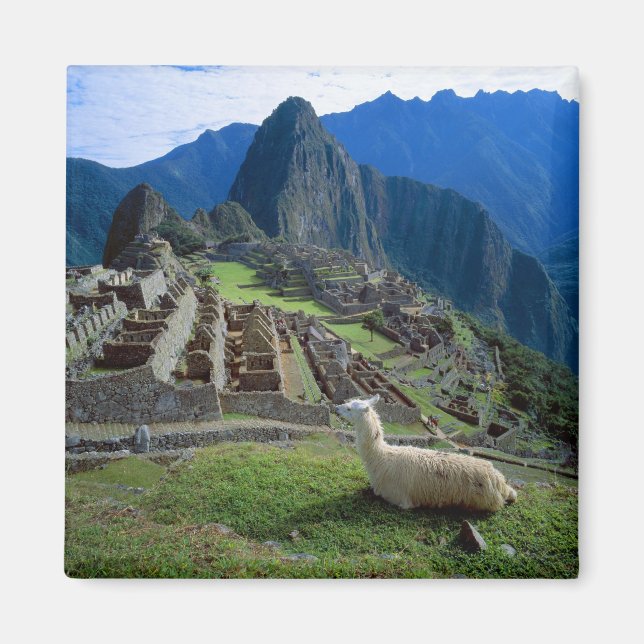 Sydamerika, Peru. Lama vilar på backe Magnet (Framsidan)