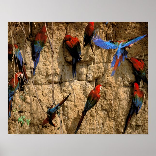 Sydamerika, Peru, Manu nationalpark, Poster (Framsidan)