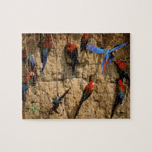 Sydamerika, Peru, Manu nationalpark Pussel (Horisontell)