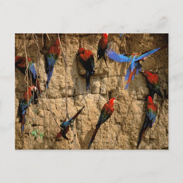 Sydamerika, Peru, Manu nationalpark Vykort (Framsida)