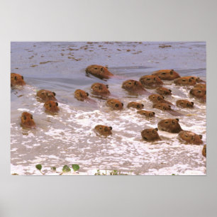 Sydamerika, Venezuela, Llano-regionen. Poster