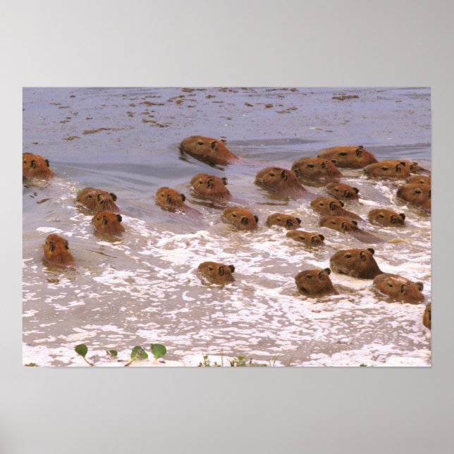 Sydamerika, Venezuela, Llano-regionen. Poster (Framsidan)