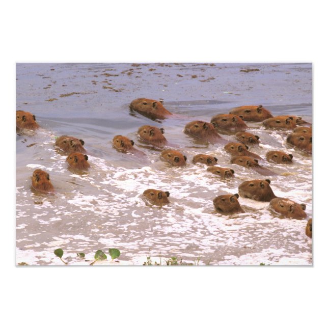 Sydamerika, Venezuela, regionen Llano. Fototryck (Framsidan)