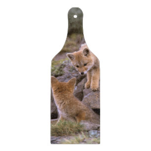 Sydamerikansk grå räv (Lycalopex griseus) par