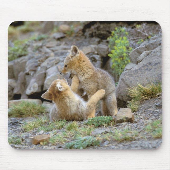 Sydamerikansk grå räv (Lycalopex griseus) par 2 Musmatta (Framsidan)