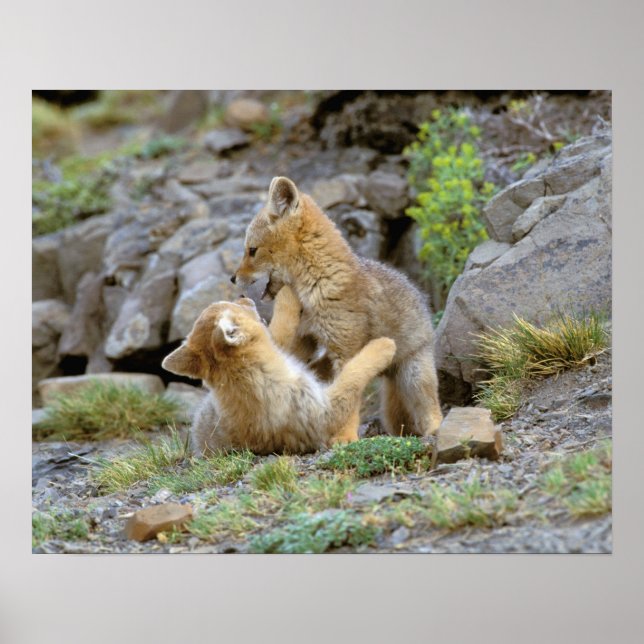 Sydamerikansk grå räv (Lycalopex griseus) par 2 Poster (Framsidan)