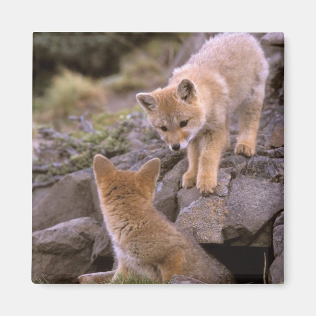 Sydamerikansk grå räv (Lycalopex griseus) par Magnet (Framsidan)