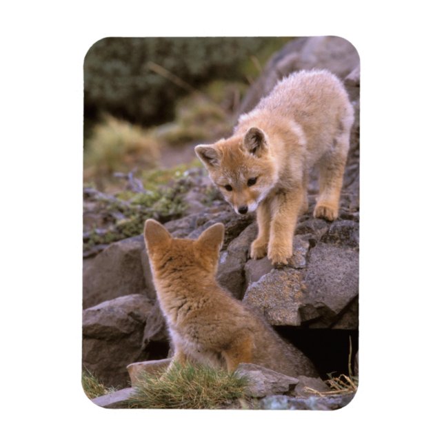 Sydamerikansk grå räv (Lycalopex griseus) par Magnet (Vertikal)